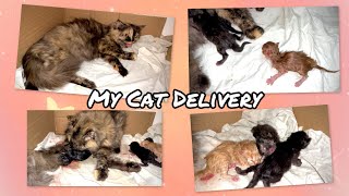 Kissy giving birth to 5 kittens‼️Persian cat delivery  Persian Kurnool [upl. by Koch]