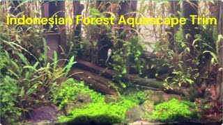 Indonesian Forest Aquascape needed a trim [upl. by Immas]