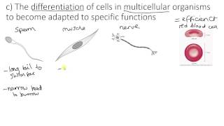 Specialised cells [upl. by Hakkeber]