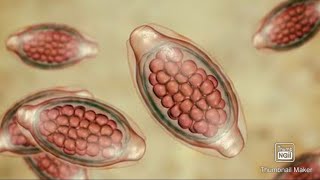 Trichuris Trichiura Whipworm Life cycle morphology fmge mci next neetpg [upl. by Aniretak872]