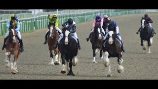 Shire Horse Race  Our Racing Shire  Bratton Lady Carolina [upl. by Trumann680]