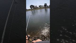 Big Bream caught in the Maribyrnong River fishing breamfishing landbasedfishing fishingaustralia [upl. by Menendez]