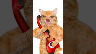 Hello Kon ☎️😻 Papa Ghar Par Nahi Hai shorts funny cat youtubeshorts [upl. by Mackay151]