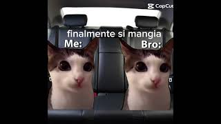 meme gatti viaggio in macchina [upl. by Medeah]