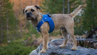 BORDER TERRIER WOODY loves Switzerland [upl. by Buzzell430]