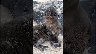 Cutest Things Ever Galapagos Cruise Part 7 shorts [upl. by Asserak209]