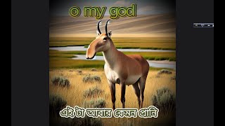 Saiga antelope এই প্রাণিটির সম্পর্কে জানলে আপনারা অবাক হয়ে যাবেন [upl. by Aisyla537]