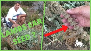 Collecting Harvesting Seed from Lambs Ear Stachys Byzantina [upl. by Nikita]