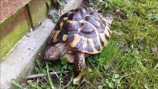 Hermanns Tortoise Feeding [upl. by Arua]