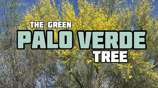 Palo Verde Tree  A Real Dr Seuss Tree [upl. by Yur59]