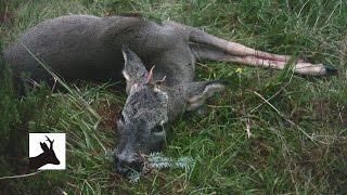 Sixth roebuck of the season 2011 Scotland Deer stalking  shooting  hunting [upl. by Spielman]