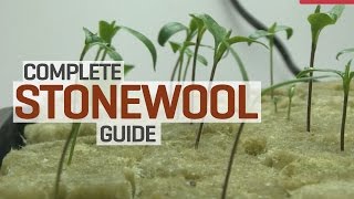 Rockwool Hydroponics Propagation and Transplanting Complete Guide [upl. by Arodnap]