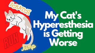 Feline Hyperesthesia syndrome Getting Worse [upl. by Higginbotham905]