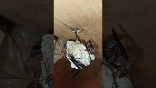 how my pet thread waisted wasps fly protect larvaeroosterchicken crow wasp birds chirp soundsviral [upl. by Farnsworth533]