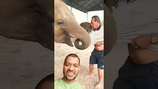 y shart mujhe de angryelephantelephanteanimalsfunny elephantchasecomedy viralshort shorts [upl. by Mayeda]