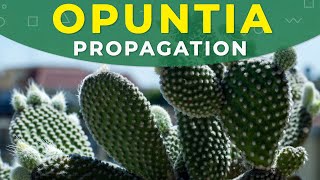 How to grow Opuntia cactus  Prickly pear from seeds [upl. by Kara517]