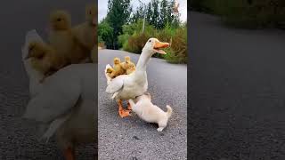 Cute video about ducks and The puppy [upl. by Yordan956]