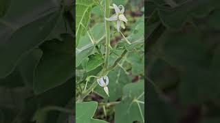 Solanum with White flowers [upl. by Geralda]