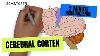 2Minute Neuroscience Cerebral Cortex [upl. by Anizor]