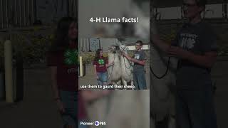 4H Llama facts C [upl. by Ahsenroc998]