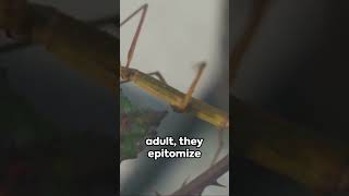 The 17 Year Wait The Cicadas Life Cycle history shorts facts [upl. by Goldarina]