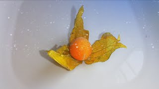 Freezing Physalis TimeLapse [upl. by Noiemad]