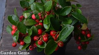 Gaultheria procumbens Wintergreen [upl. by Llereg38]