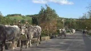 LA TRANSUMANZA BOVINA IN CALABRIA [upl. by Lamberto]