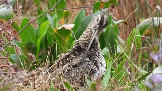 Common Snipe Beccaccino Gallinago gallinago [upl. by Dryfoos]