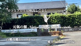 🌳🐈‍⬛2024109〜1011・ロコとアロヒは仲良しこよし・白鷺青鷺がいっぱーい・愛犬トマトの三回忌・アロヒと散歩・ニャンズたちの様子・マナとハタの森の様子など [upl. by Killoran794]