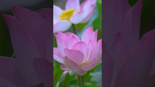 Going to pick lotus flowers to scent tea buds cuộcsốngnôngthôn shorts viralshorts shortvideo [upl. by Jeddy]