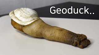 What Is So Unique About a Geoduck   Geoduck Dissection [upl. by Zertnom]