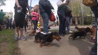 2014 Rochester Dachshund Parade [upl. by Nnylyam]