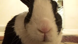 Rabbit Camouflages a Poop The Movie [upl. by Diane-Marie]