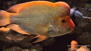 Amphilophus citrinellus Midas Cichlid Цихлазома цитроновая [upl. by Uta]