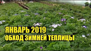 Что сегодня растёт Январь 2019 Обход [upl. by Uhp]