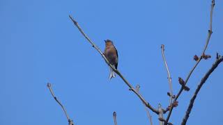 Chaffinch rain song [upl. by Robinetta]