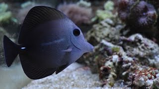 55g reef Scopas Tang the copy of the Yellow Tang Marine fish and reef safe [upl. by Dorise359]