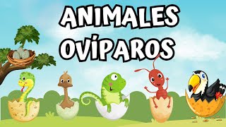 ANIMALES OVÍPAROS LISTA DE ANIMALES PARA NIÑOS [upl. by Kramal]