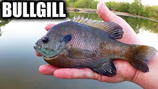 Start Fishing For Bluegill Today Beginner Fishing Setup for 10 EASY [upl. by Nnaycnan]