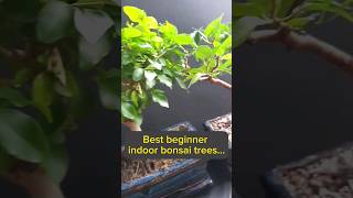 Best beginner indoor bonsai trees [upl. by Lenhard]