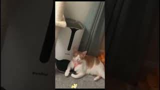 Funny Animals 2024 😂 Best Funny dog amp cat Moments 🐶🐱 513 shorts [upl. by Ykcim]