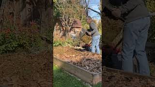 Lasagna Gardening urbanhomesteading diygarden nodiggardening layers raisedbeds fallleaves [upl. by Adnoluy417]