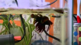 Step by step guide to breeding betta fish [upl. by Ahseit]