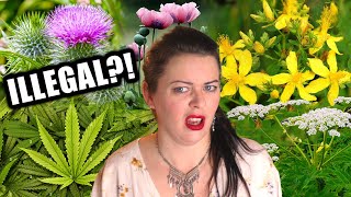 5 Illegal Plants in Ireland including native species [upl. by Esinek155]