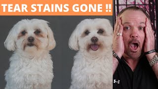 Best Way to Remove Tear Stains from Dogs [upl. by Nirrol]