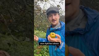 Äpfel ernten  wo darf man das eigentlich 🧐🍏 [upl. by Ebehp]