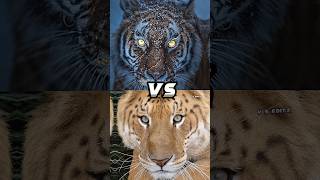 Tiger Vs Liger Leopard Jaguar Lion Top Biggest Cat shorts viral [upl. by Feer]