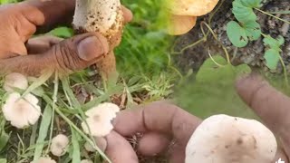 🌧Rainy season இயற்கை காளான்🍄🍄 தேடுதல் வேட்டை in tamil ll Full video🎥 tamil [upl. by Zahc23]