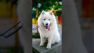 Funny Dog Street Portraits  Fluffy Samoyed dogphotography streetportraits [upl. by Nepil496]